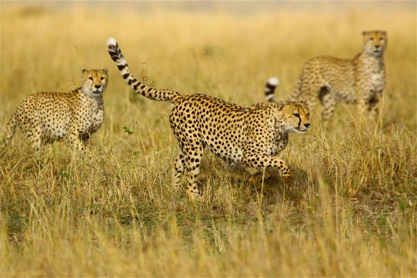 Photographic Safaris | Apex Photo Safaris