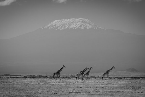 Amboseli National Park | Apex Photo Safaris