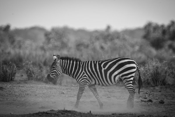 Nairobi National Park | Apex Photo Safaris